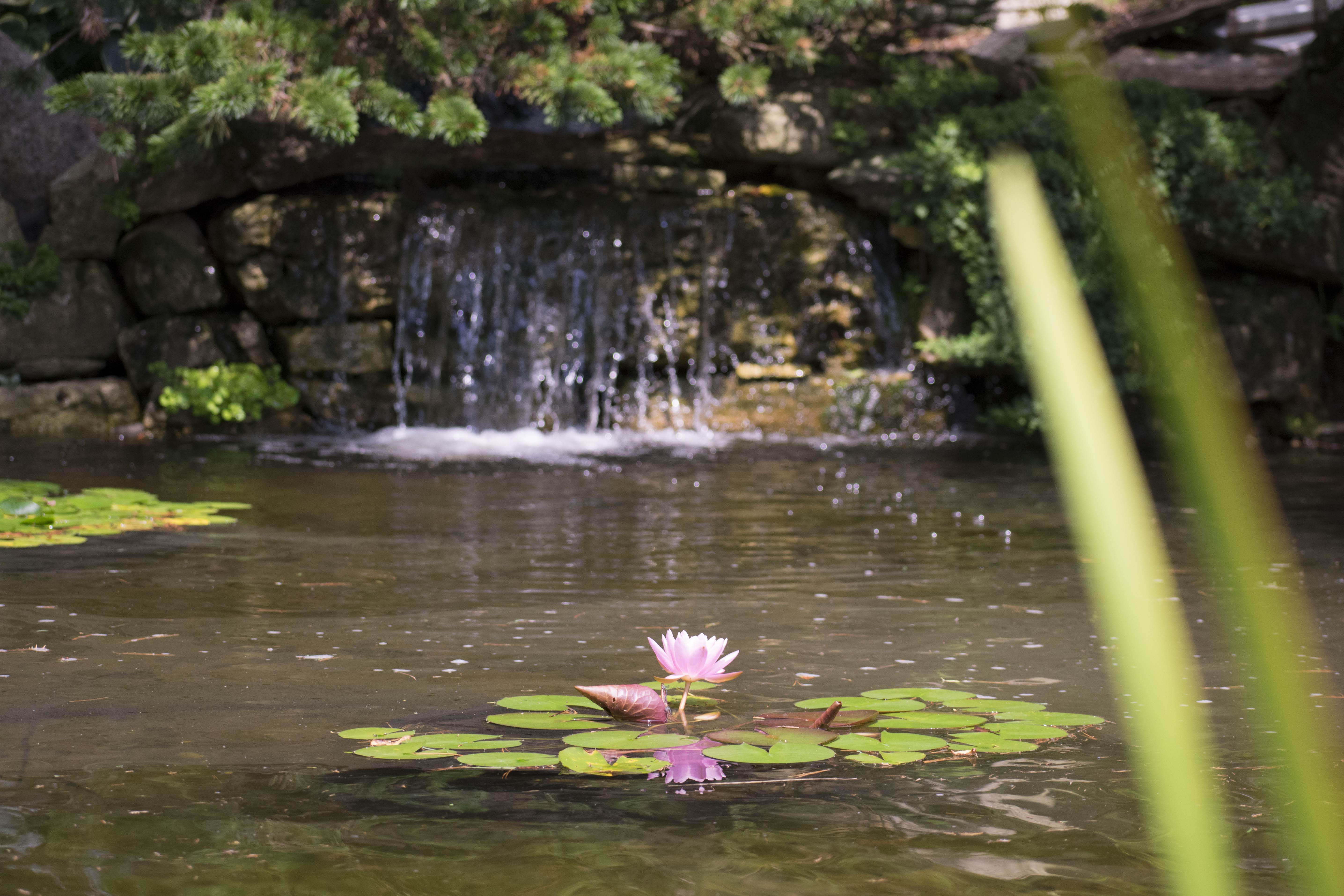 Japanese Garden – Wandering Tree Estate, Private Luxury Venue